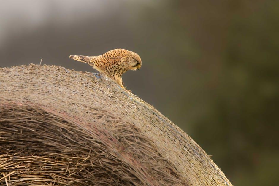 Narrative Structure: Crafting a Timeless Mystery