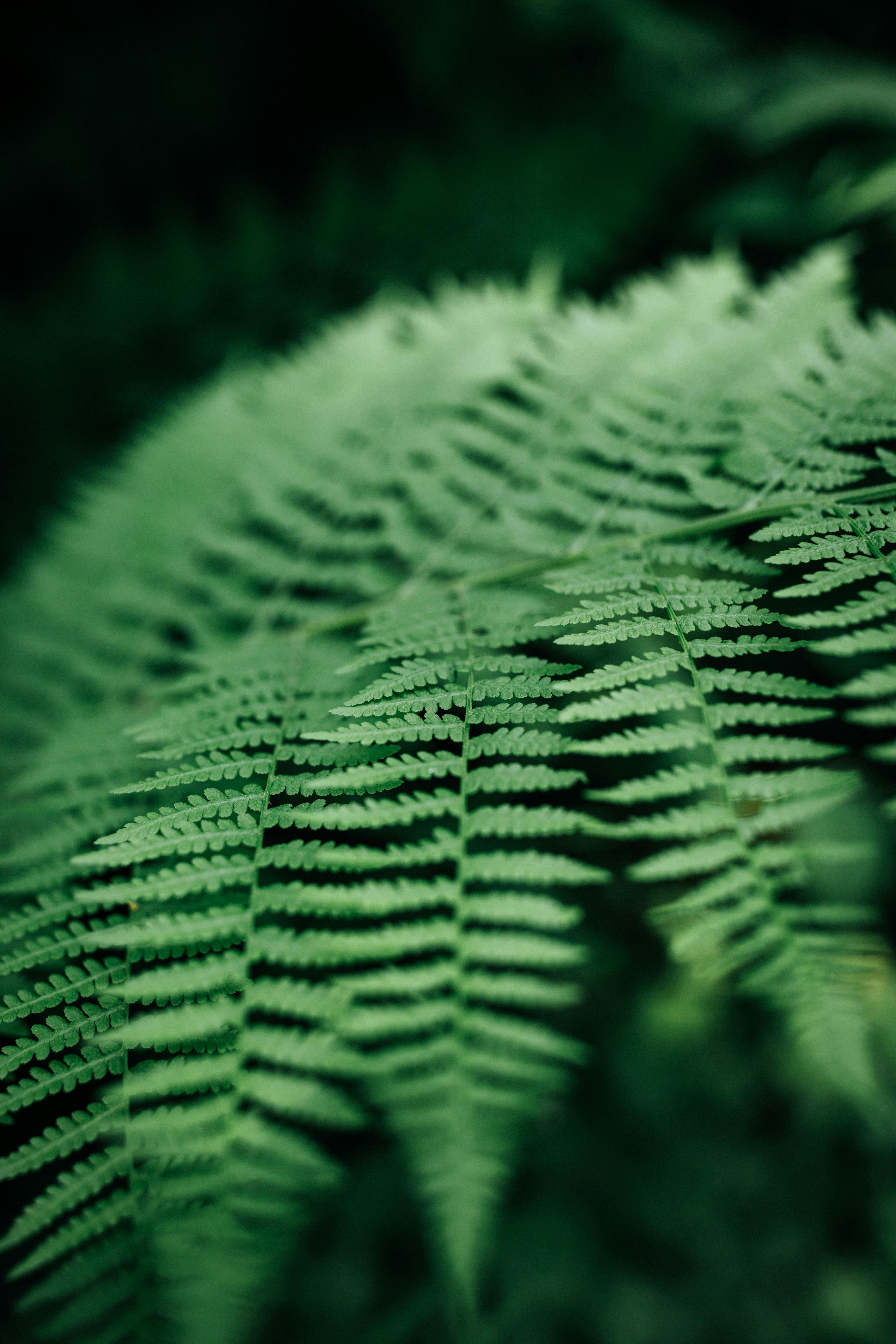 Cultural Impact and Enduring Legacy of a Seasonal Favorite